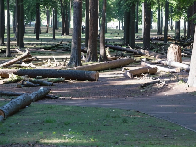 Гомельский фестивальный парк теряет 78 деревьев из-за урагана